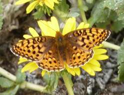 Image of Myrtle's silverspot butterfly