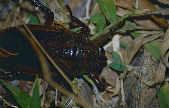 Image of giant water bugs