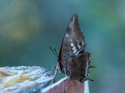 Imagem de Charaxes karkloof