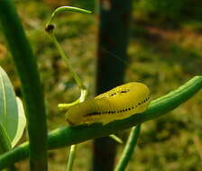 Image of African Emigrant