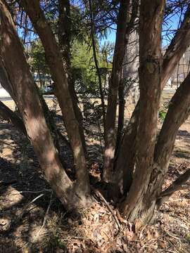 Image of <i>Cephalotaxus harringtonia</i>