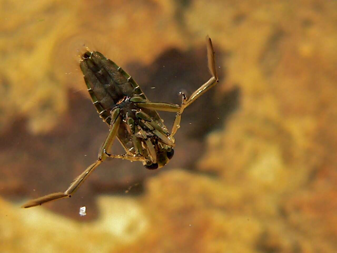 Image of Water boatman