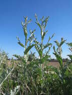 Image of Cotton Thistle