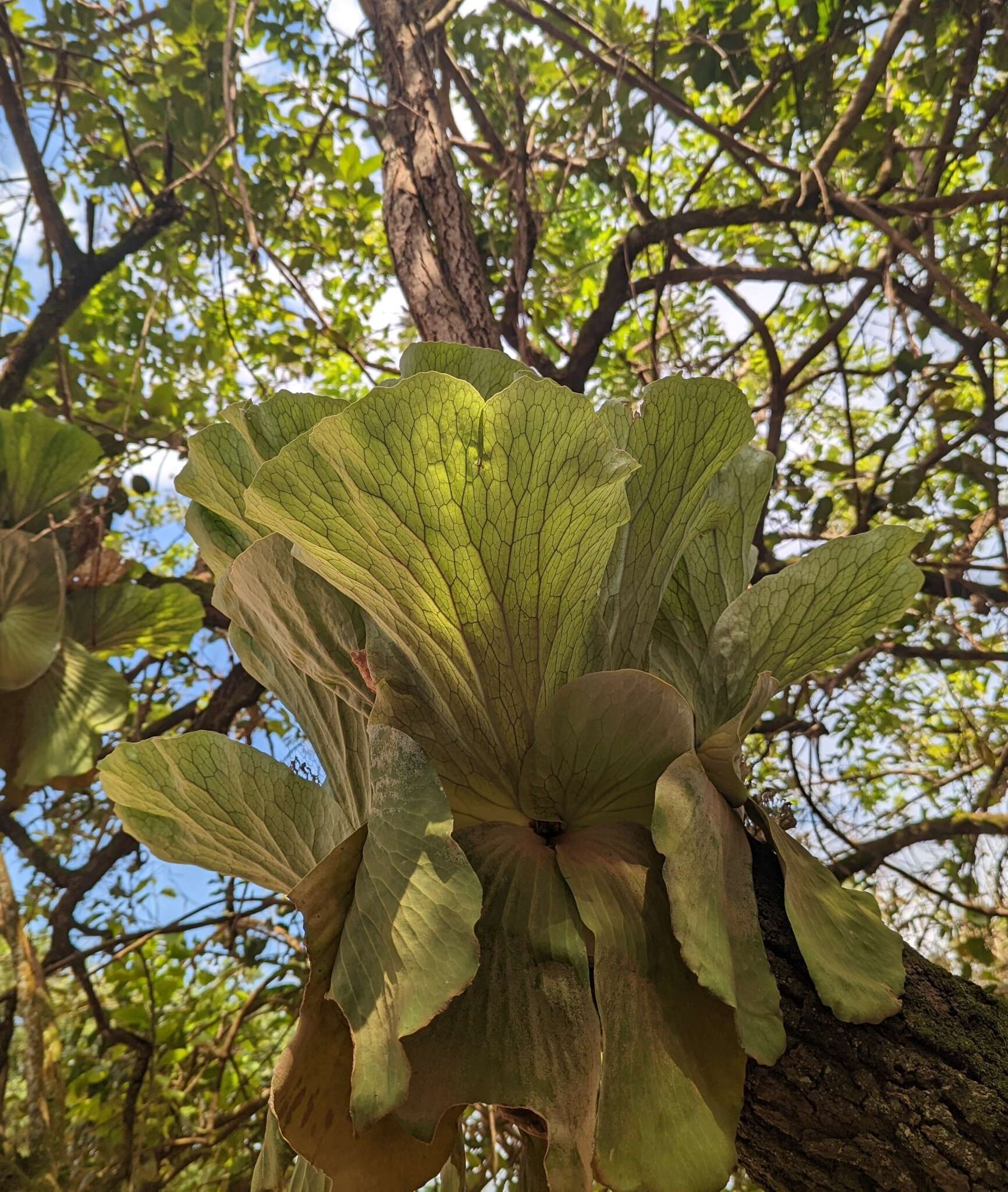 Imagem de Platycerium elephantotis Schweinf.