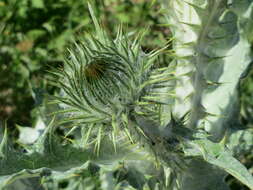 Image of Cotton Thistle