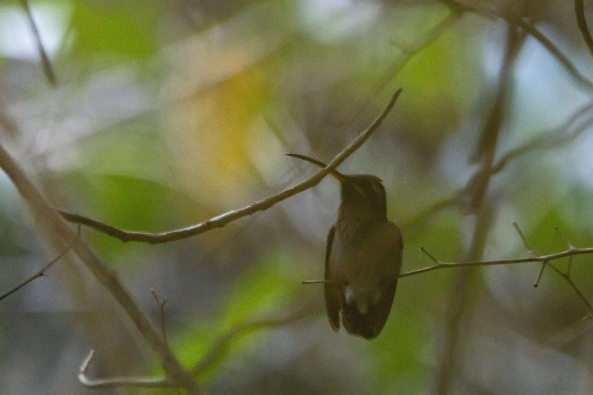 Phaethornis idaliae (Bourcier & Mulsant 1856) resmi