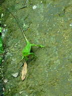 Image of Jerdon's Forest Lizard