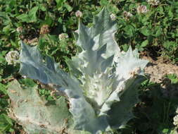 Image of Cotton Thistle