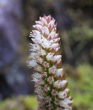 Image of Orostachys japonica A. Berger