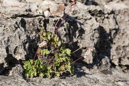 Image of Front Range alumroot