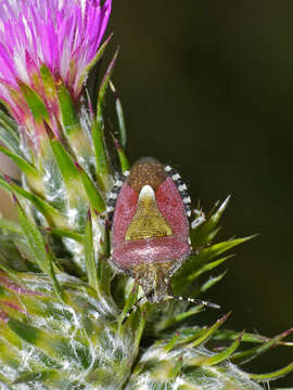 Image of sloe bug