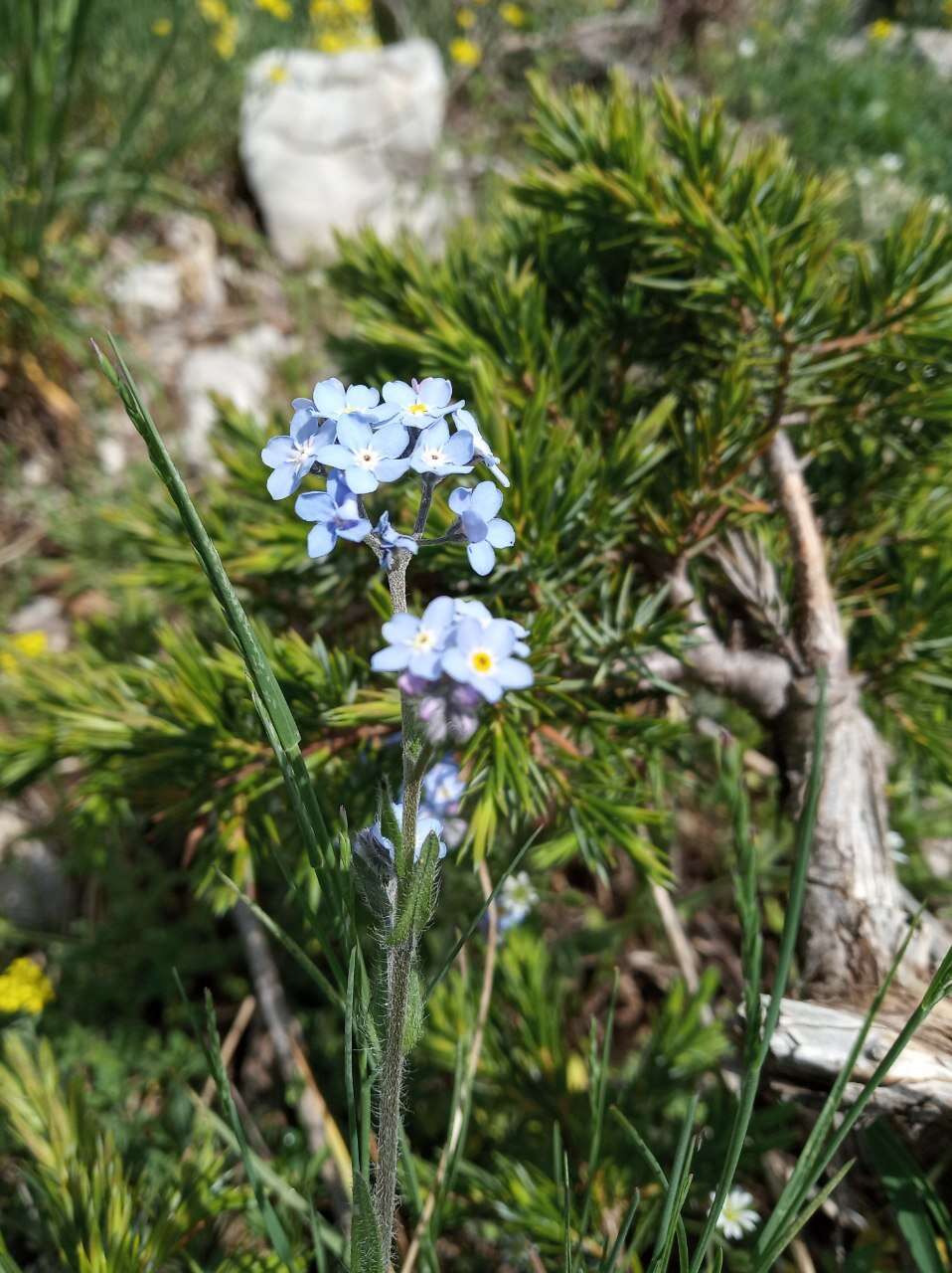 Plancia ëd Myosotis lithospermifolia (Willd.) Hornem.