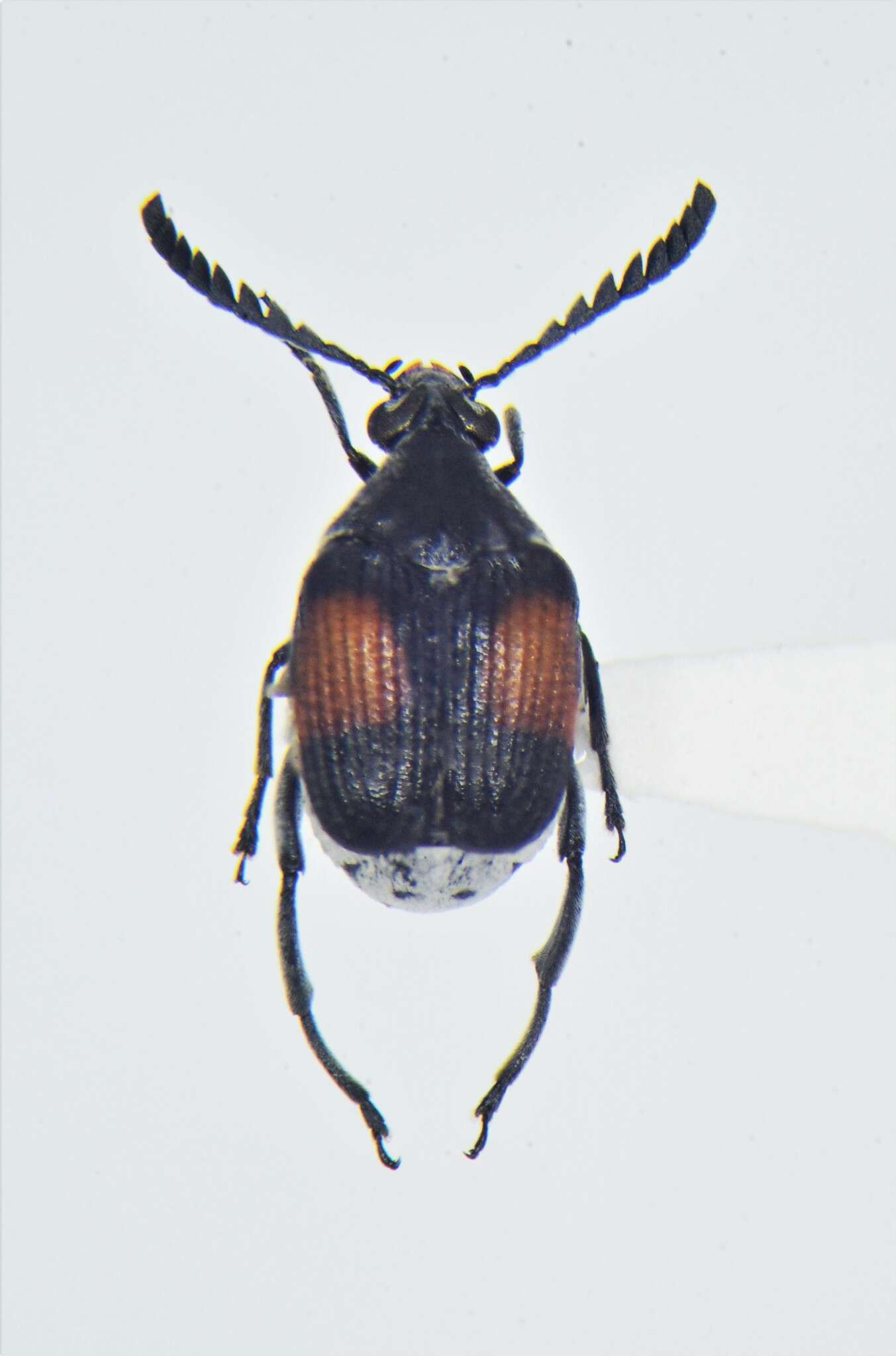 Image of Megacerus discoidus (Say 1824)