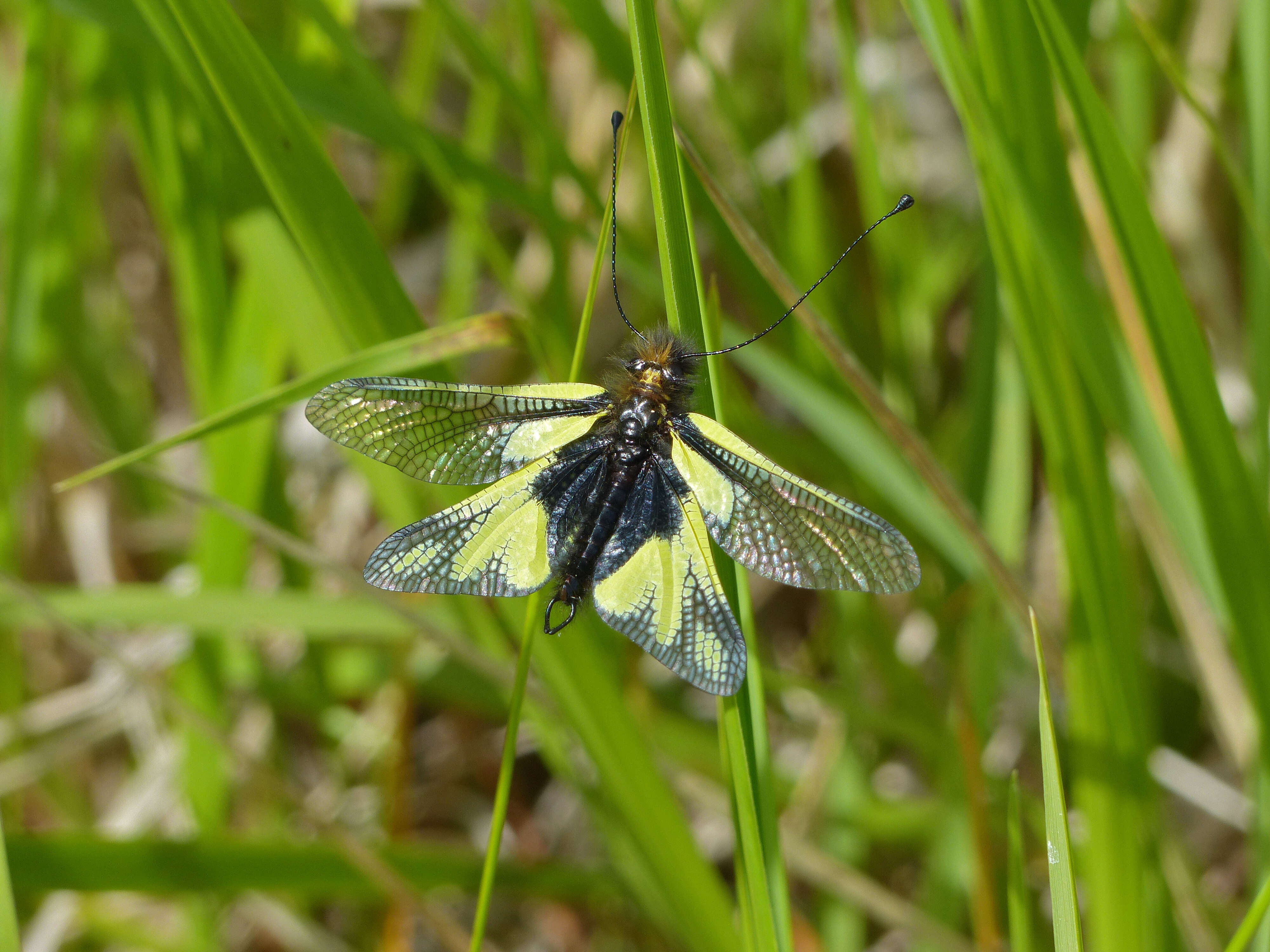 Image of Owly sulphur