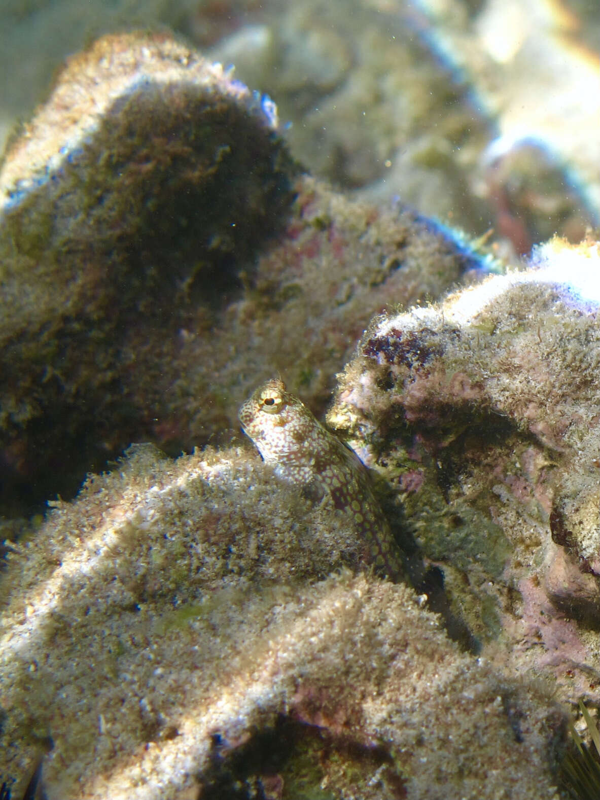 Image of Hump-headed Blenny