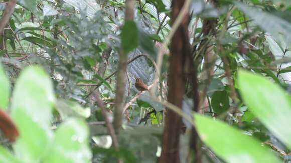 Image of Stub-tailed Spadebill