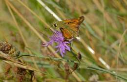 Image of Common Branded Skipper