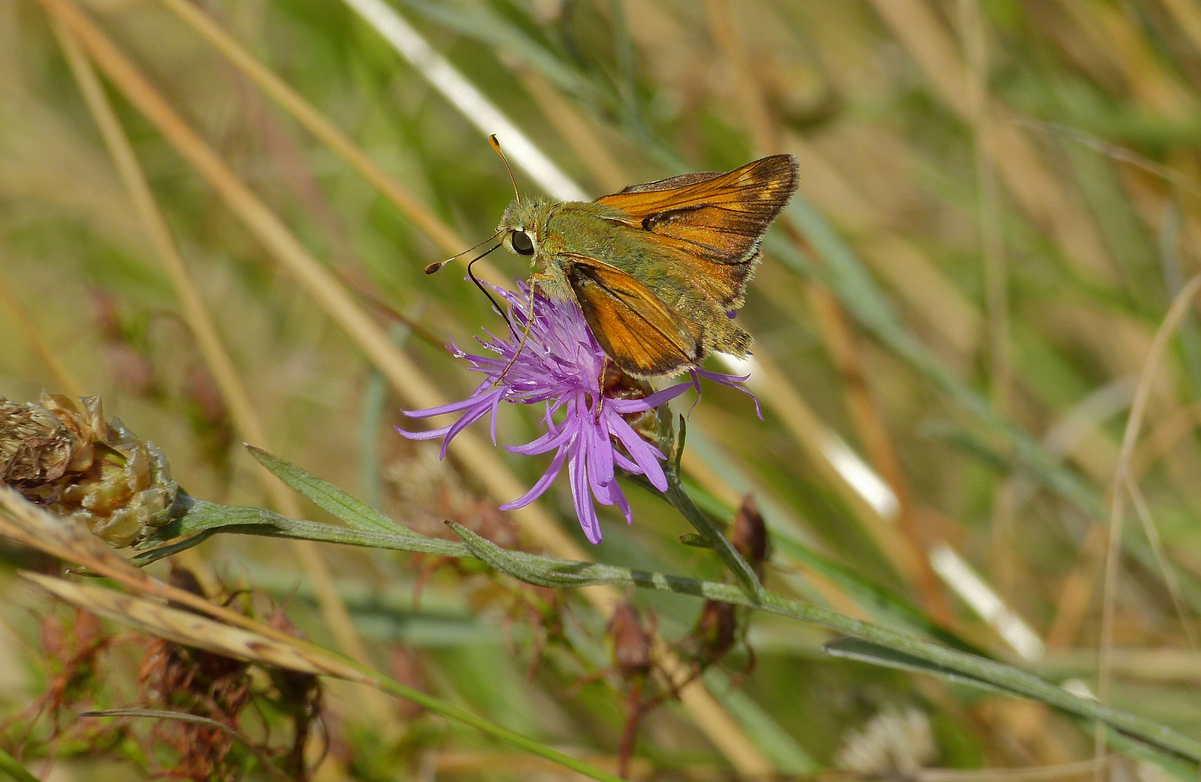 Image of Common Branded Skipper