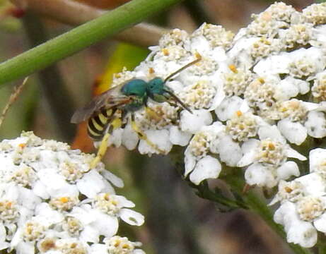 Agapostemon texanus Cresson 1872的圖片