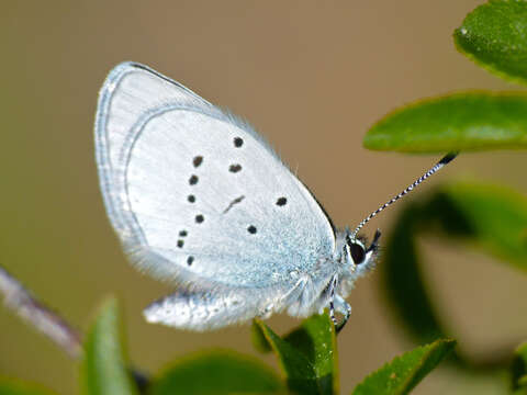 Image of small blue