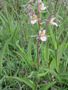 Image of Marsh Helleborine