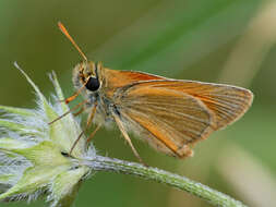 Image of small skipper