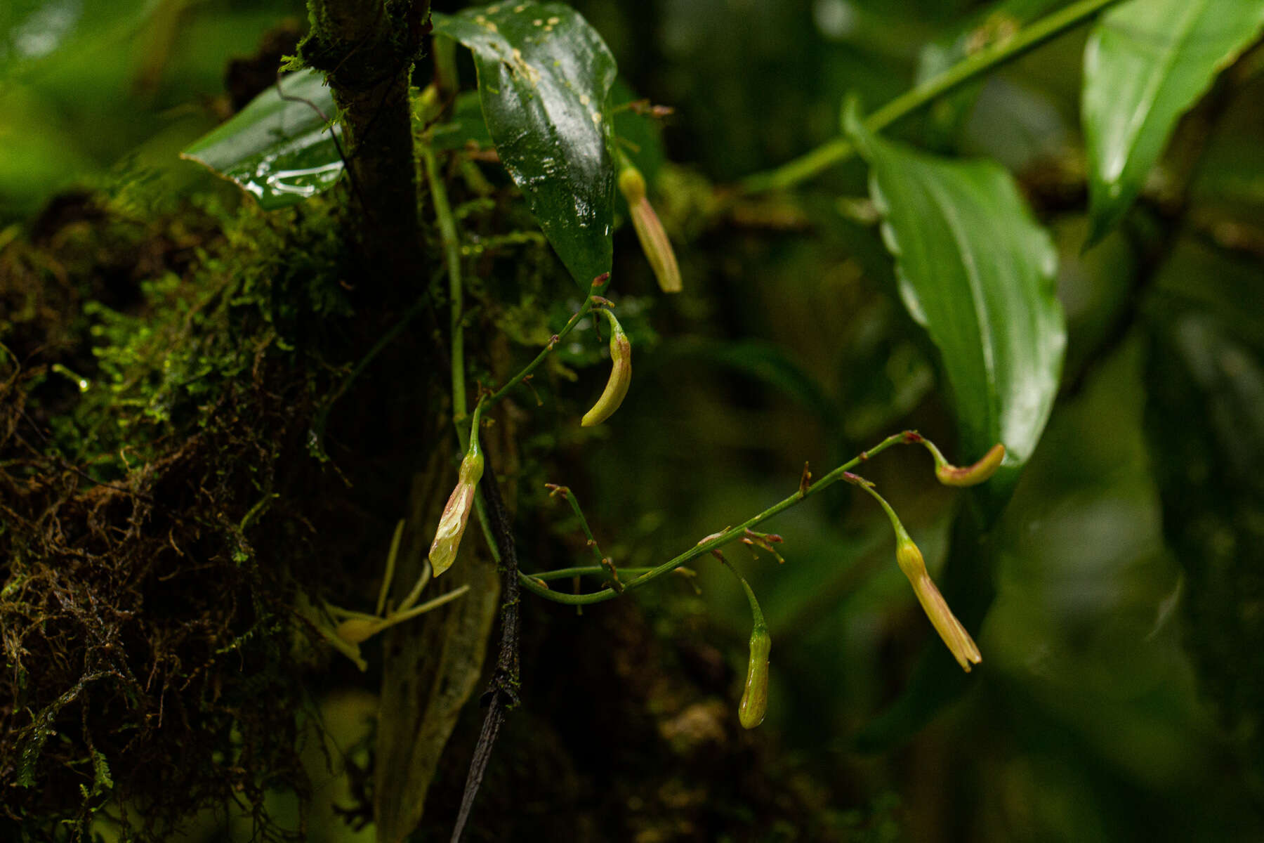 Image of Dracaena laxissima Engl.