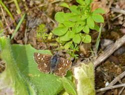 Image of red underwing skipper