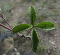 Stevia tomentosa Kunth resmi