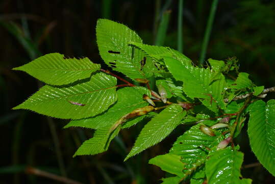 Слика од Carpinus rankanensis Hayata