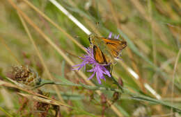 Image of Common Branded Skipper