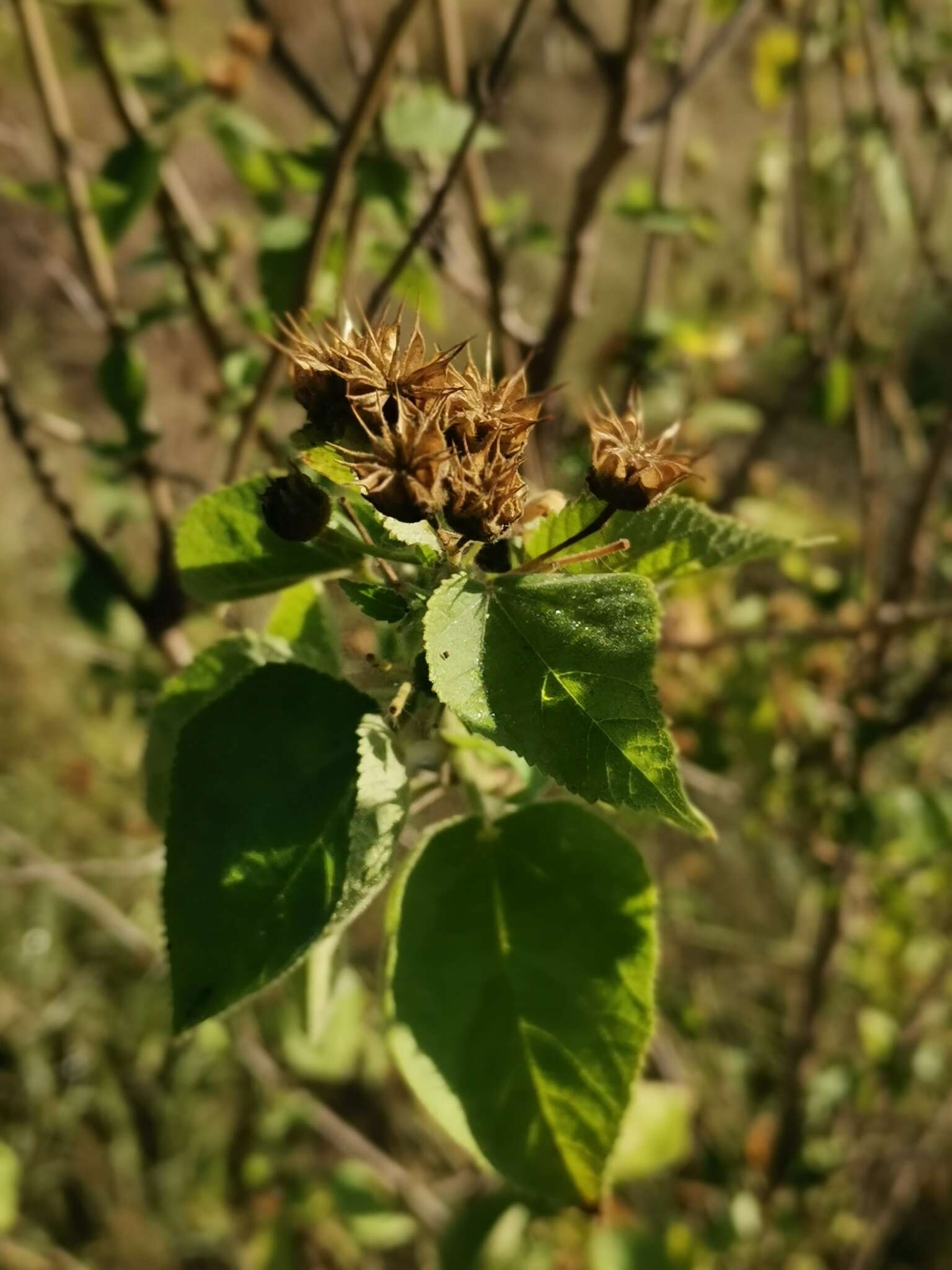 Image of Abutilon ramosum (Cav.) Guill.