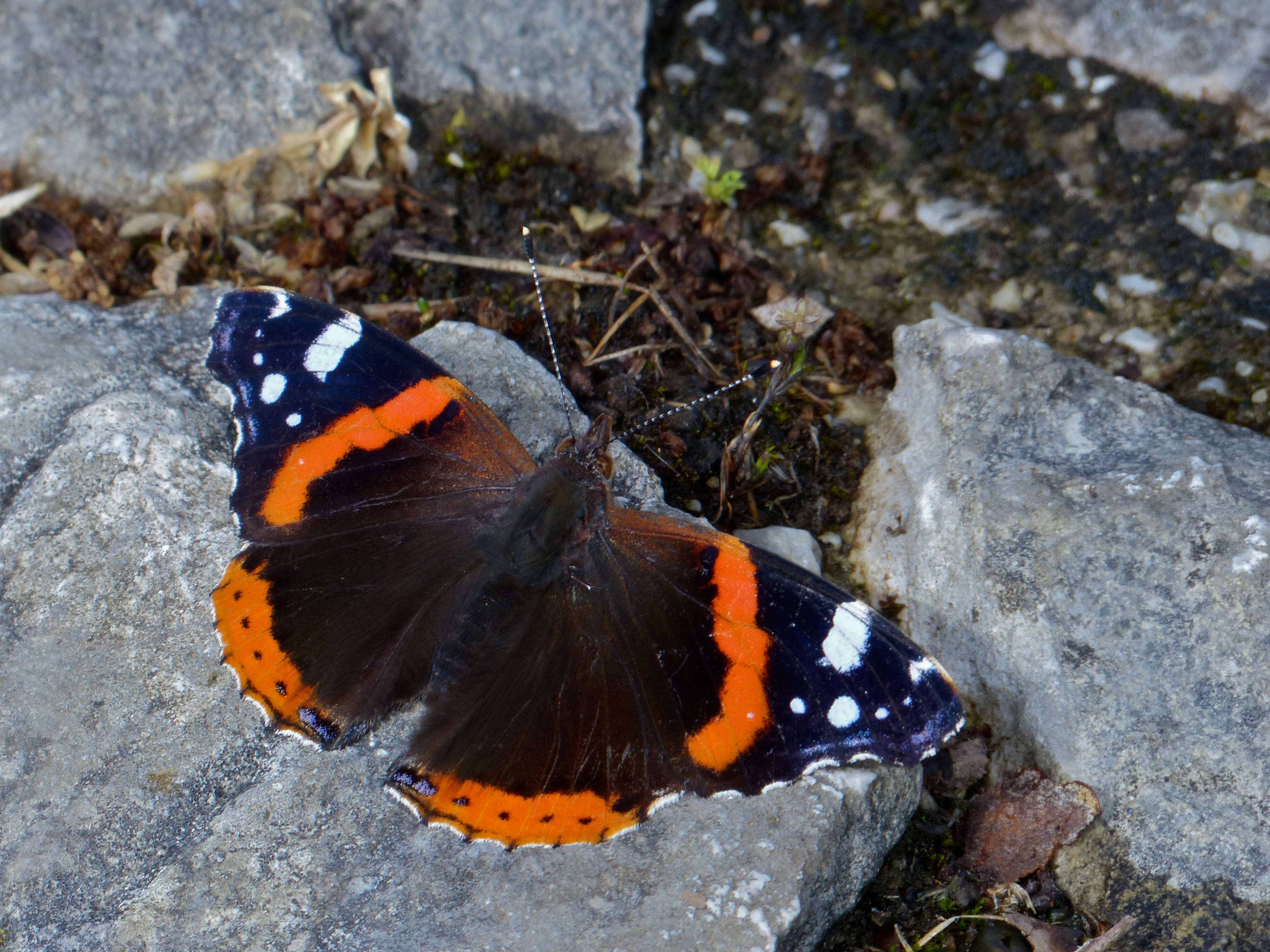 Image of Red Admiral