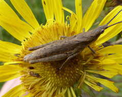 Image of Pyrgomorpha (Phymelloides) granulata Stål 1875