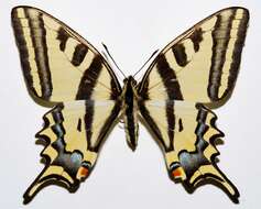 Papilio alexanor Esper 1800 resmi