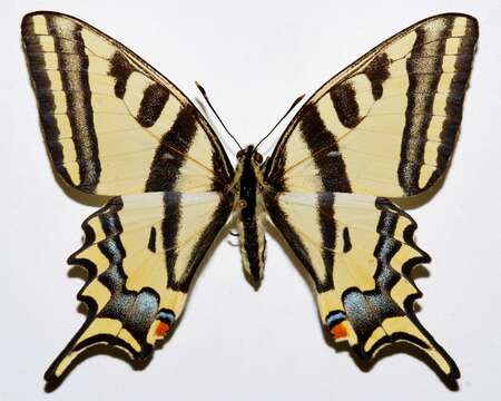 Papilio alexanor Esper 1800 resmi