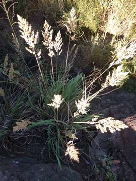 Plancia ëd Eragrostis variabilis (Gaudich.) Steud.