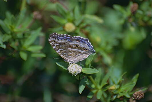 Image of Junonia rhadama Boisduval 1833