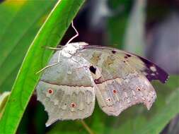 Image of Protogoniomorpha parhassus