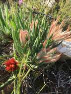 Image de Protea denticulata Rourke