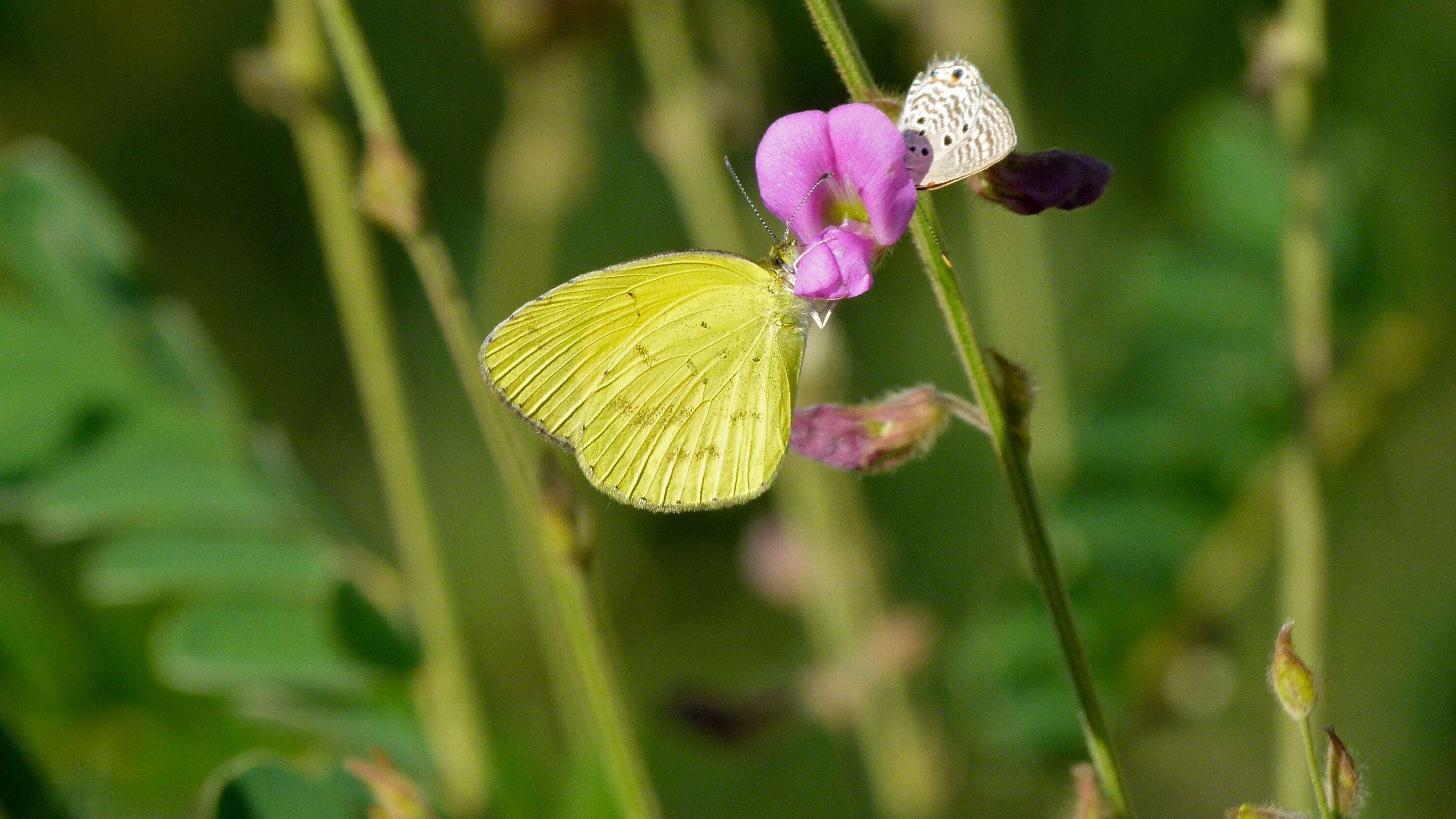 Image of Broad-bordered Grass Yellow