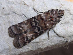 Image of Zimmerman Pine Moth