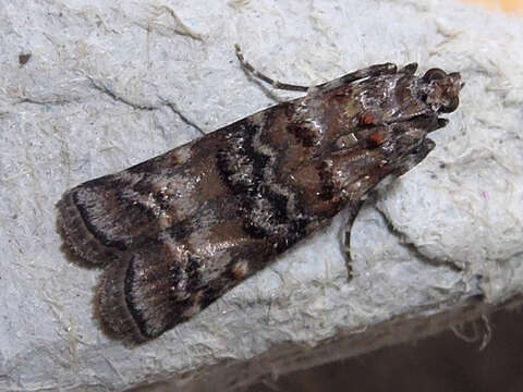 Image of Zimmerman Pine Moth