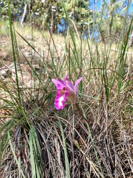 Image of Bletia reflexa Lindl.