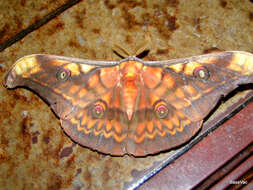 Image of Antheraea celebensis Watson 1915