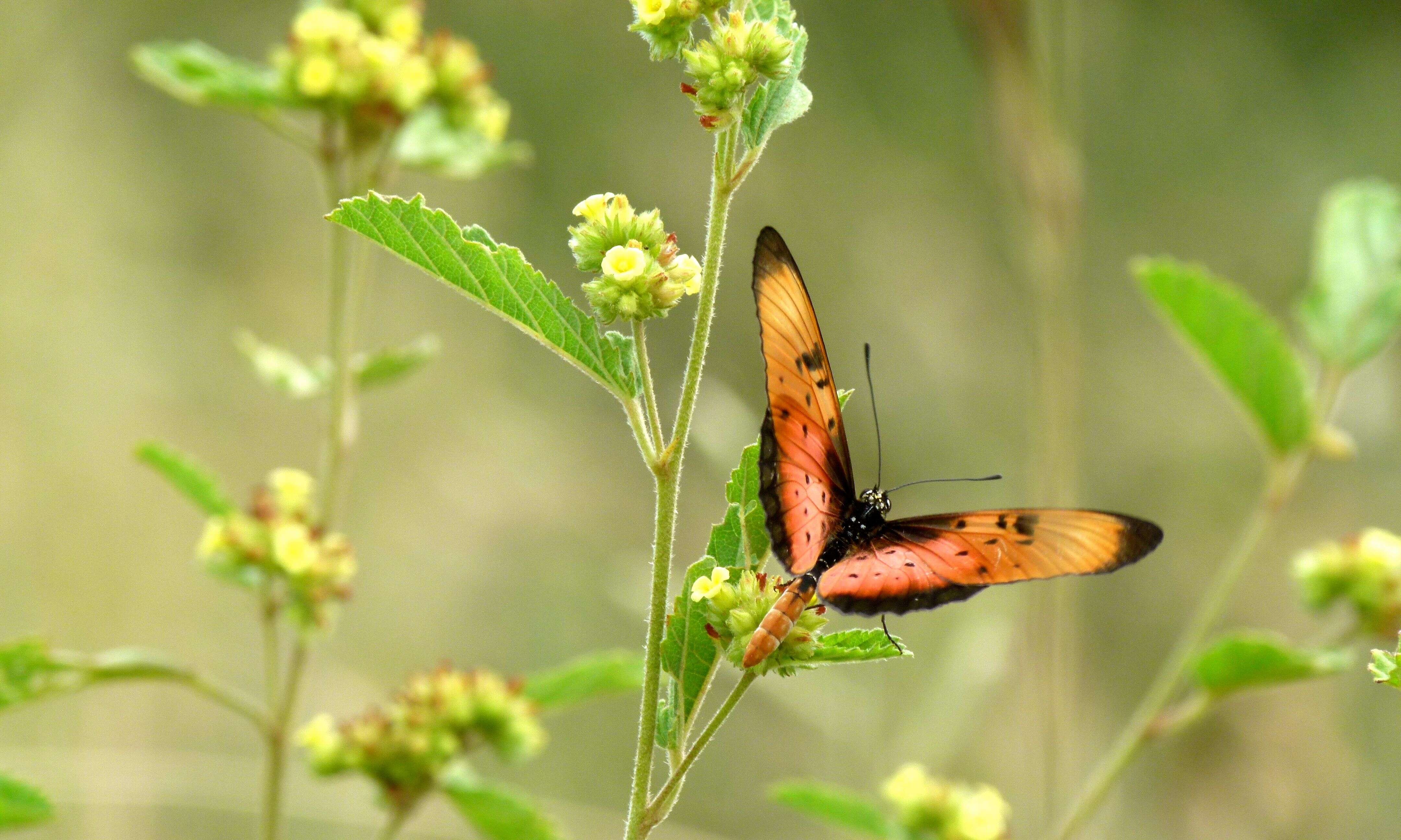 Image de Acraea natalica Boisduval 1847