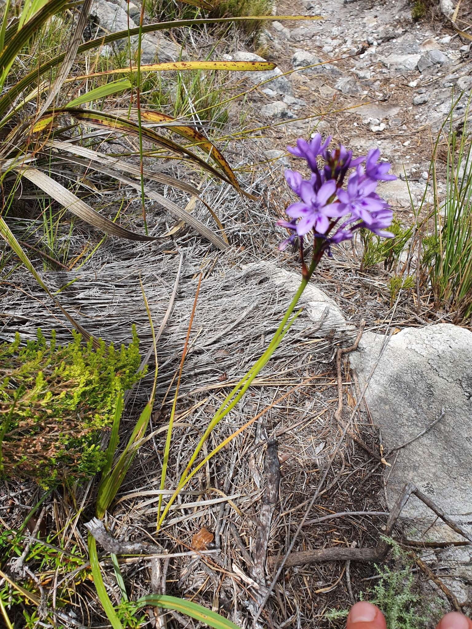 Image of Thereianthus spicatus (L.) G. J. Lewis