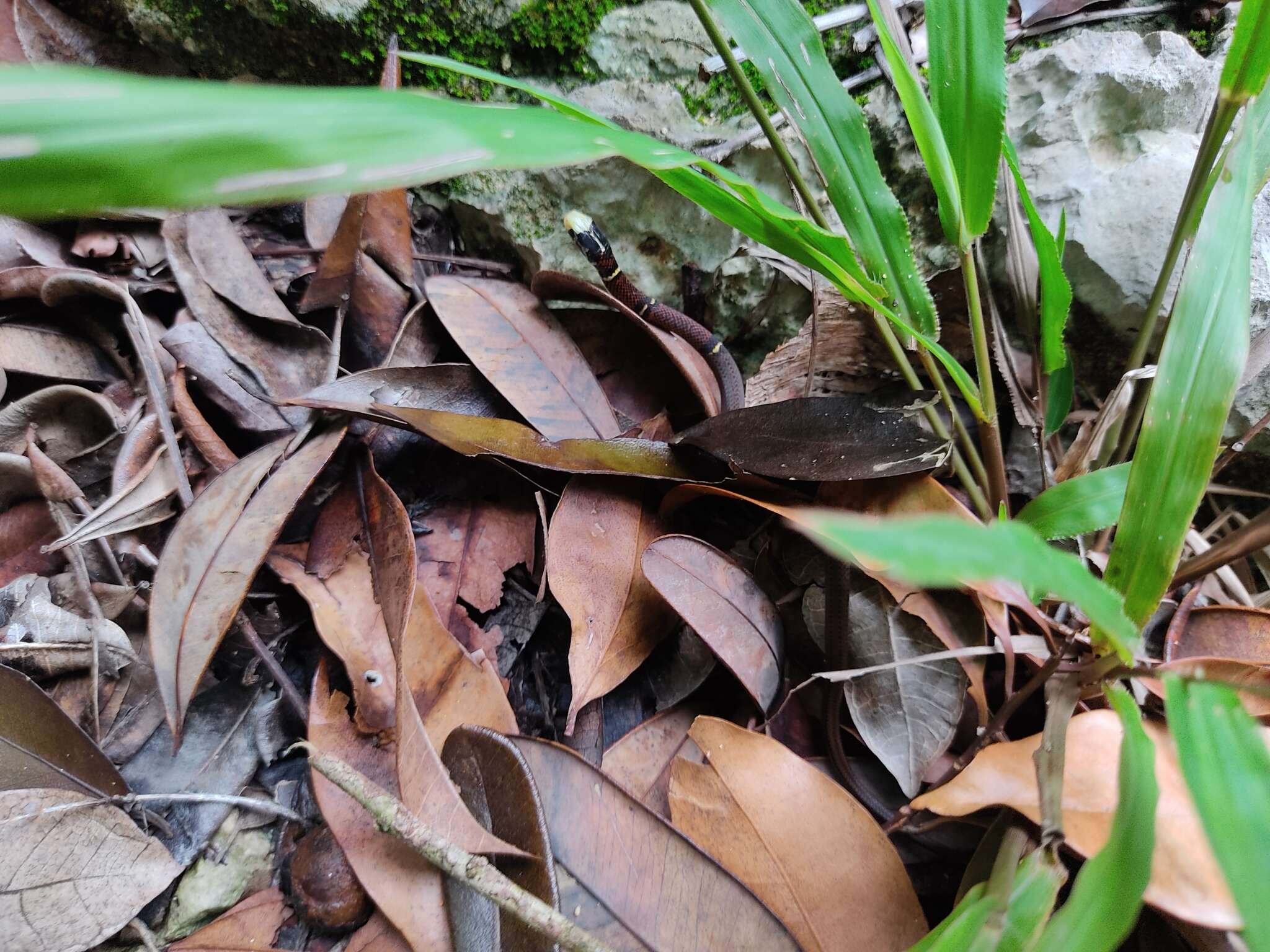 Image of Guatemala Neckband Snake