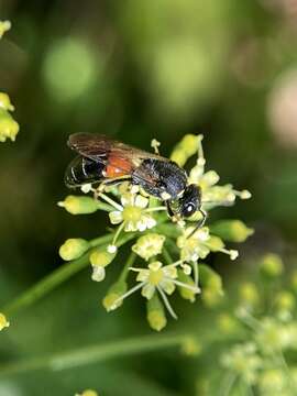 Image of Hylaeus ornatus Mitchell 1951