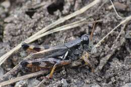 Melanoplus fasciatus (Walker & F. 1870) resmi